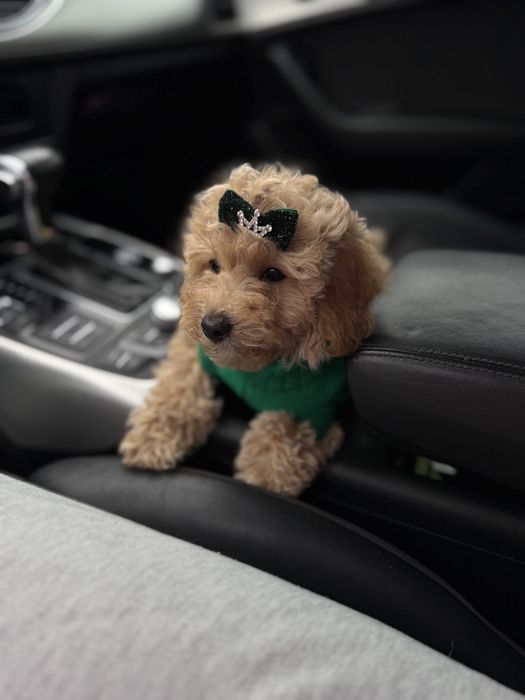 Маленька красуня дівчинка  мальтипу