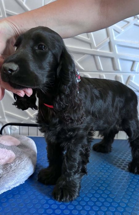 Cocker spaniel angielski Moris z  genem czekoladowym!