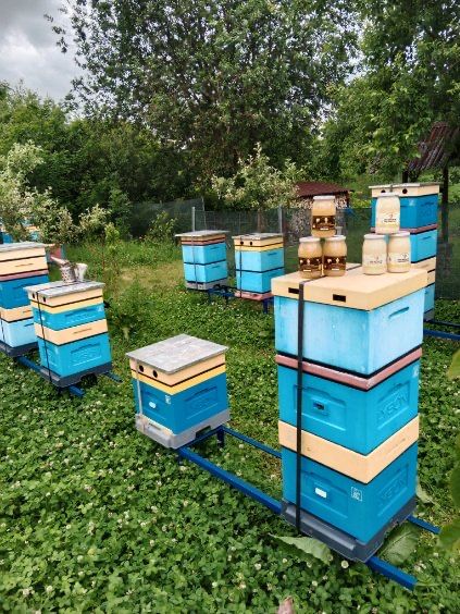 Miód z wlasnej pasieki