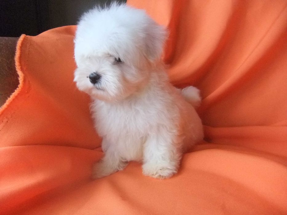 cachorro bichon maltês com qualidade