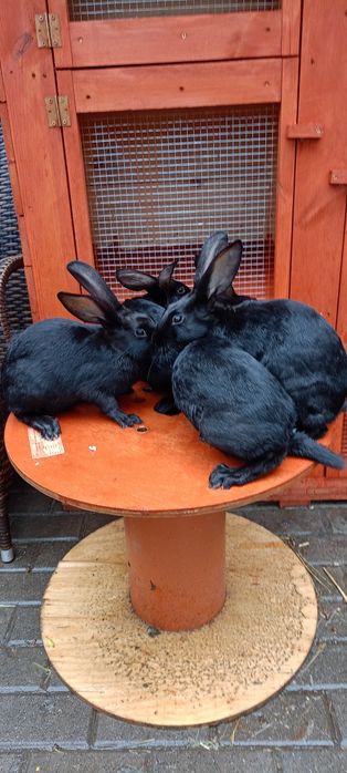 Króliki zajęczak czarny