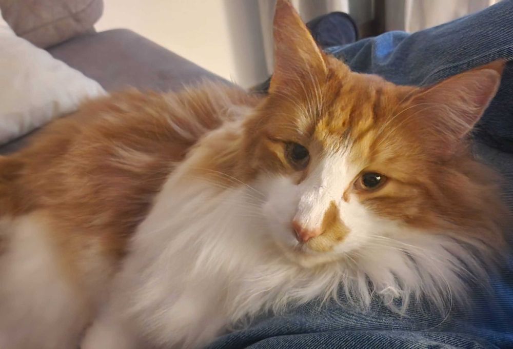 Adoção Responsável – Dois Gatos Adultos