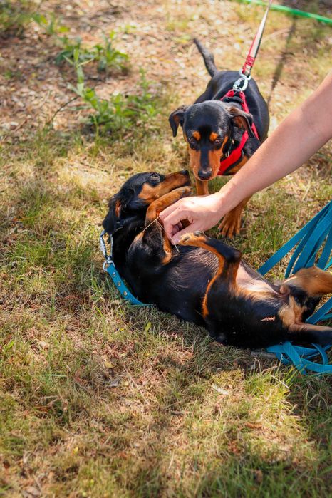 Pieski do adopcji (psie rodzeństwo)- Bidon i Brenda