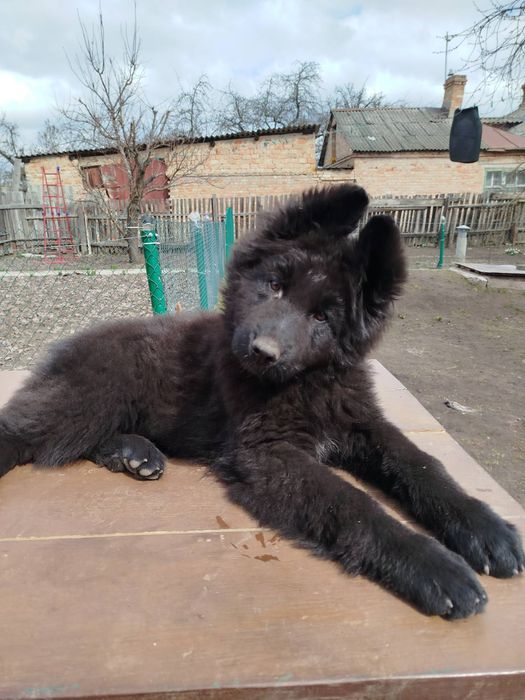 Продам щеня німецької вівчарки
