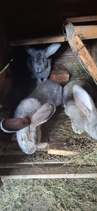 Кролики продаж молодих