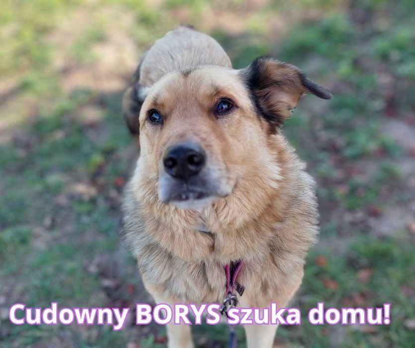 BORYS będzie najwspanialszym psim przyjacielem!