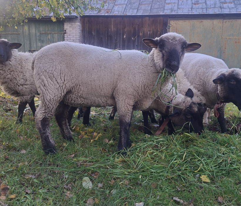 Baran czarnogłówka