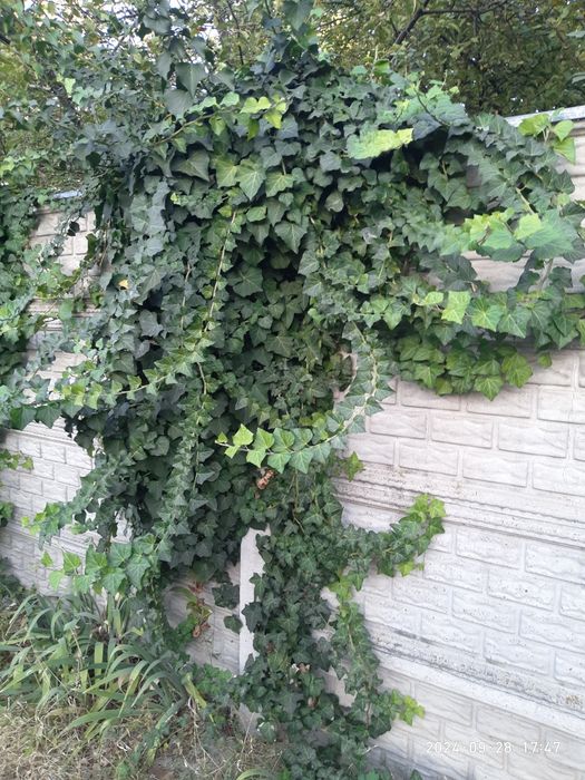 Плющ+Квіти домашні великі