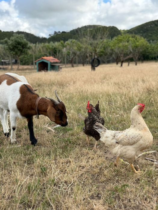 Cabra Cruzada Boer
