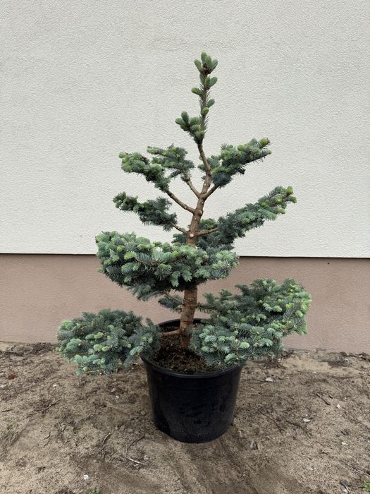Świerk Srebrny Glauca Globosa Bonsai