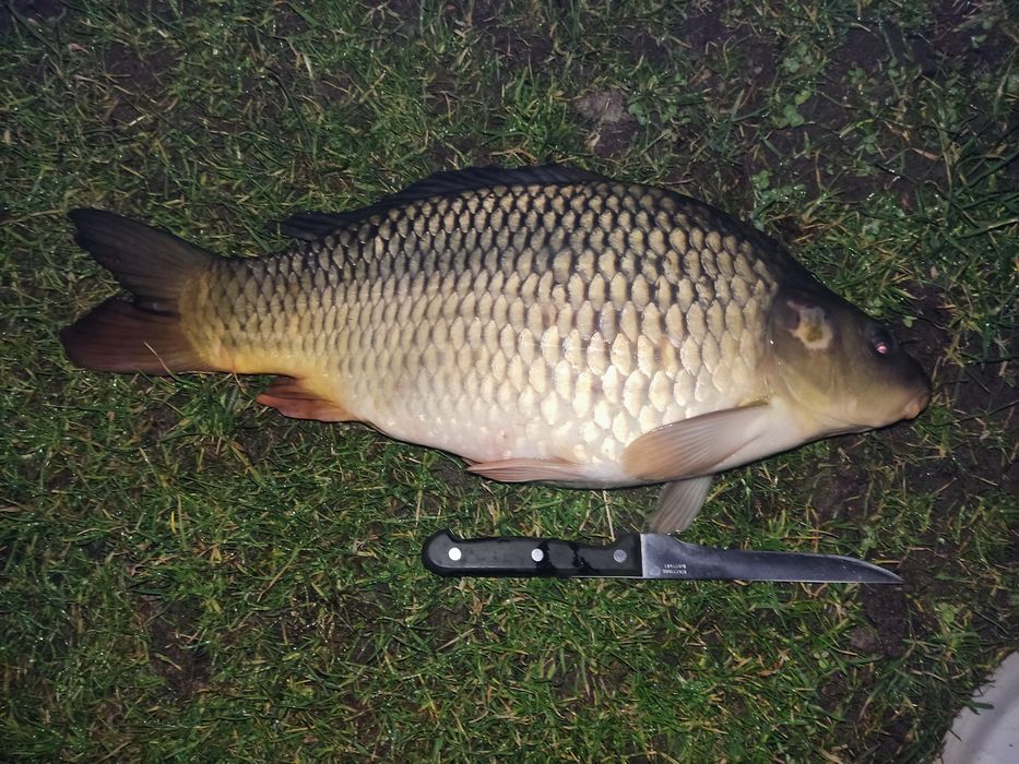 Ryby Ryba karp patroszony, żywy