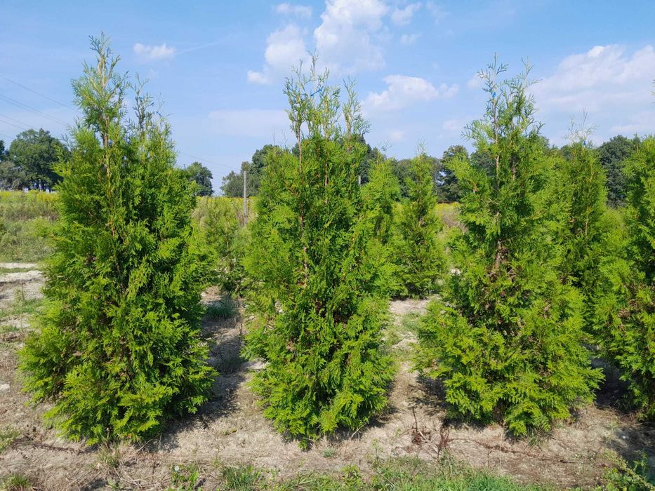 Tuja! Szmaragd, Brabant, Blue Arrow! Sadzimy! Dostawa! Do 250 cm!