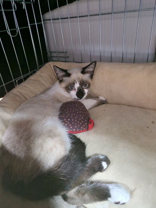 Gatinha bebé para adoção
