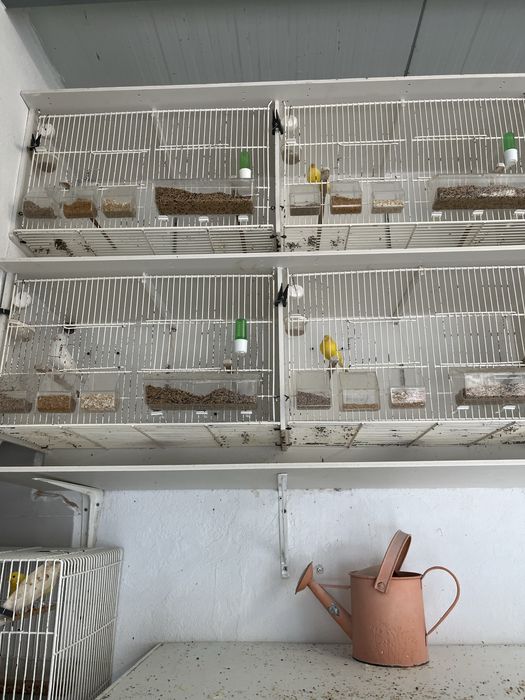 Viveiros gaiolas em PVC 15 Buracos