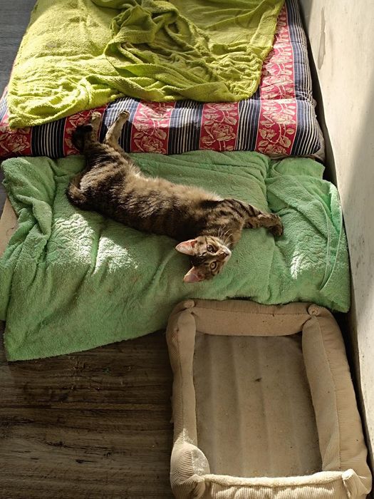 Котик с кисточками на ушках из приюта