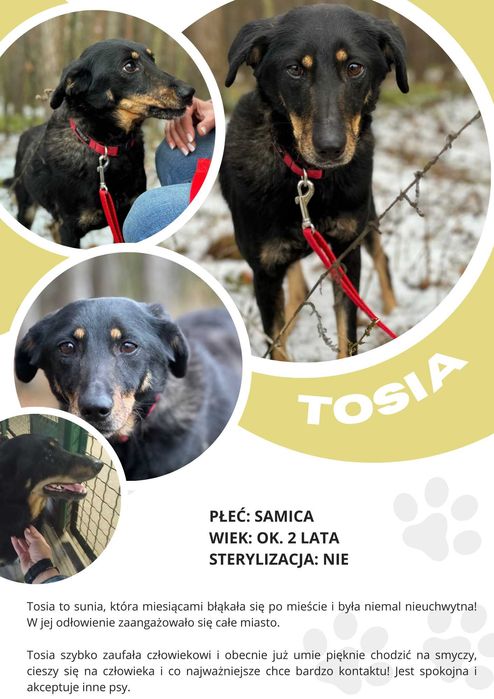 TOSIA - około 2 letnia suczka