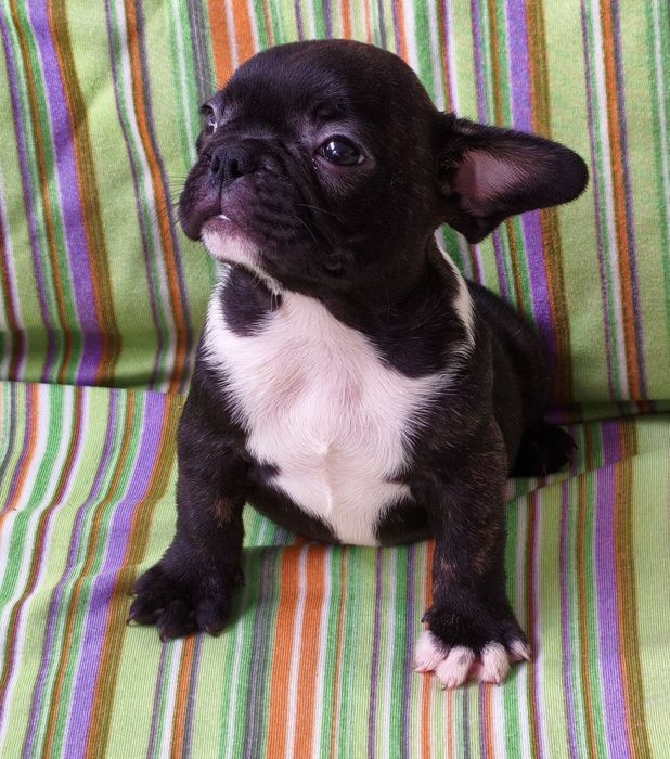 Macho bulldog francês