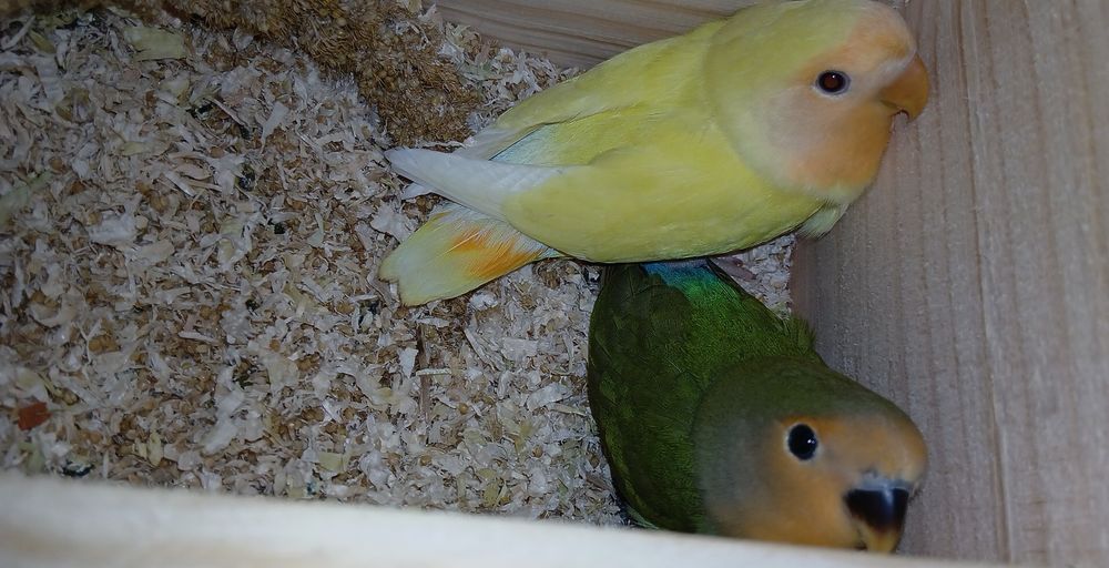 Vendo agaponis roseicollis disponível