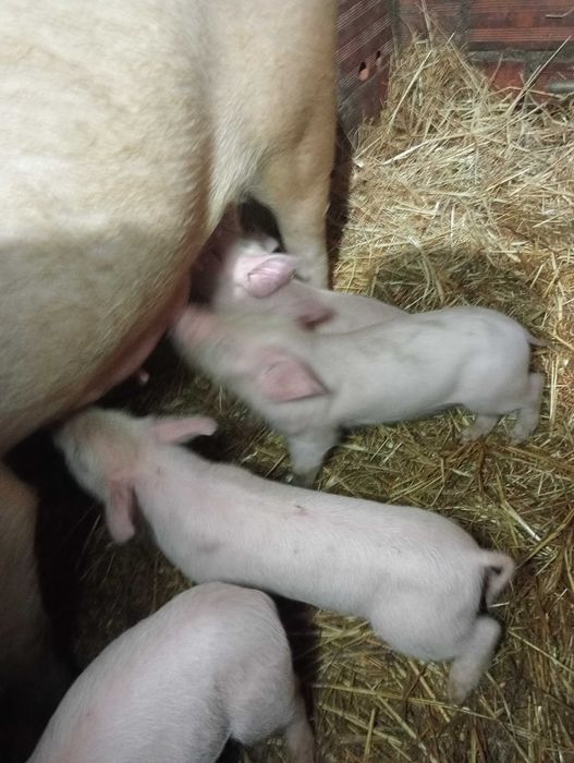 Leitões  Pietran com duroc e tenho também brancos