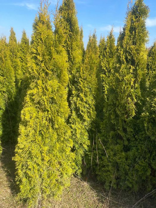 Tuja Szmaragd 150-230 cm.