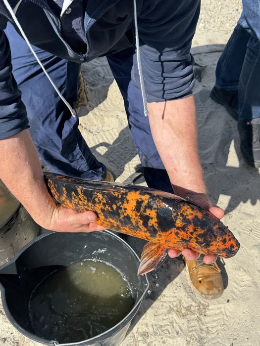 Karp Koi, gigantyczne egzemplarze - hodowla