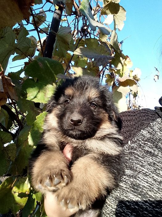 Продам щенков немецкой овчарки.