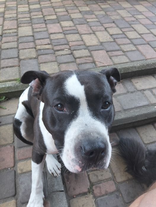 Кабель на в'язку Американский стаффордширский терьер