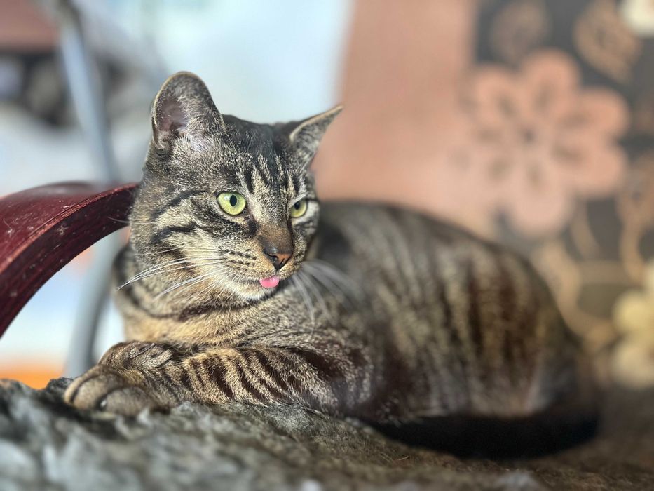 Portos – piękny burasek do adopcji