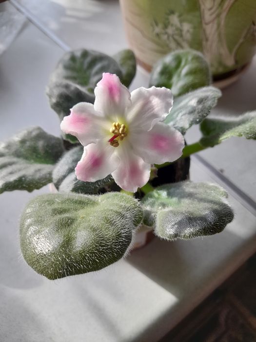 Фиалок нежные букетики