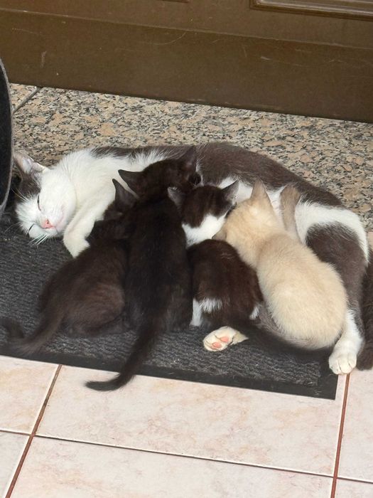 Gatinhos para adoção responsável – Braga / Vila Verde
