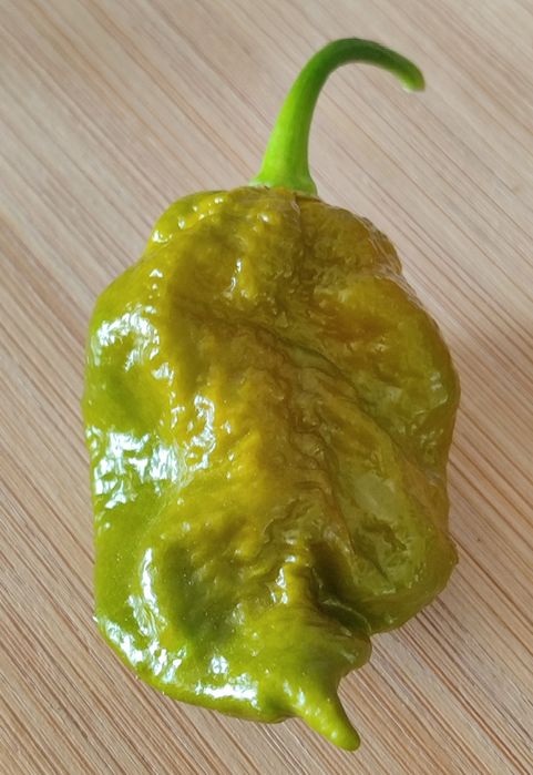Carolina Reaper Amarela ,OFERTA Portes Envio