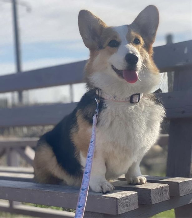 Чудові Коргі малята Одеса