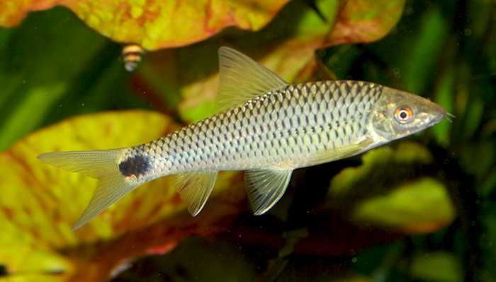 Kosiarka Reticulatus