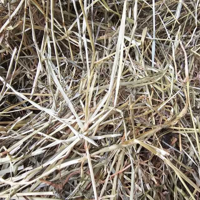 Siano z pierwszego pokosu grube, długie bardziej słomkowe dla królika i gryzonia 2 kg