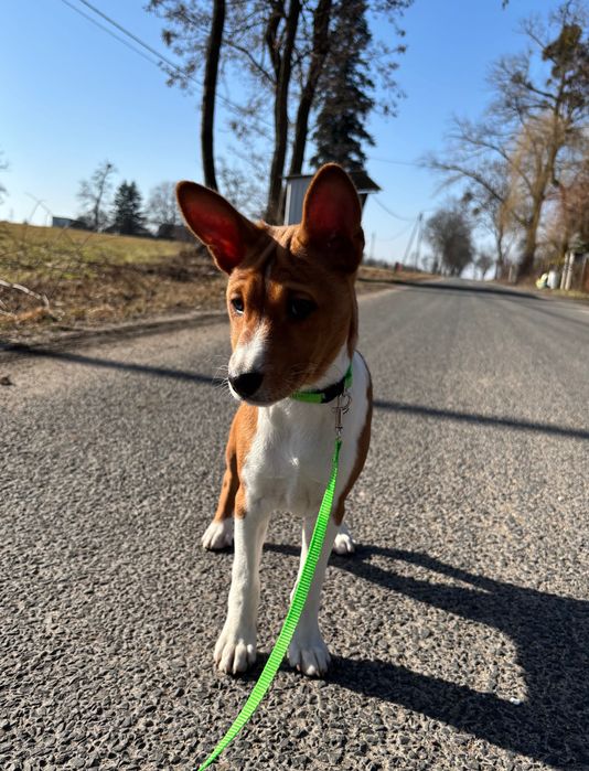 Piesek Basenji FCI
