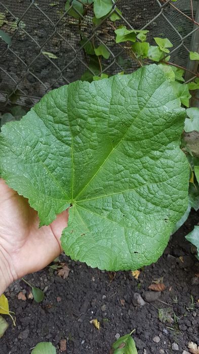 Malwy bylina do ogrodu malwa wieloletnia kwiaty