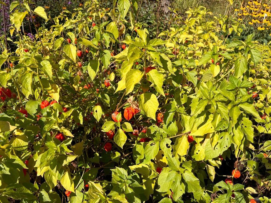 Miechunka Rozdęta (Physalis franchetii) Czerwone Lampiony 2.0L
