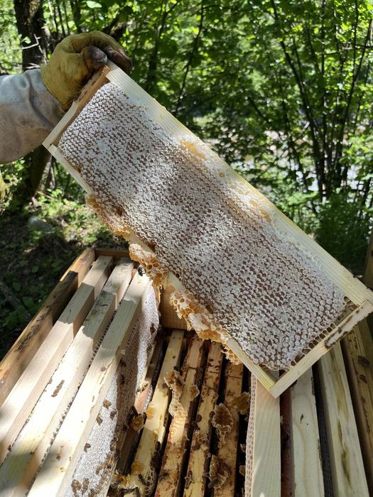 Бджолопакети,бджолосімї,бджоли, карніка,доставка