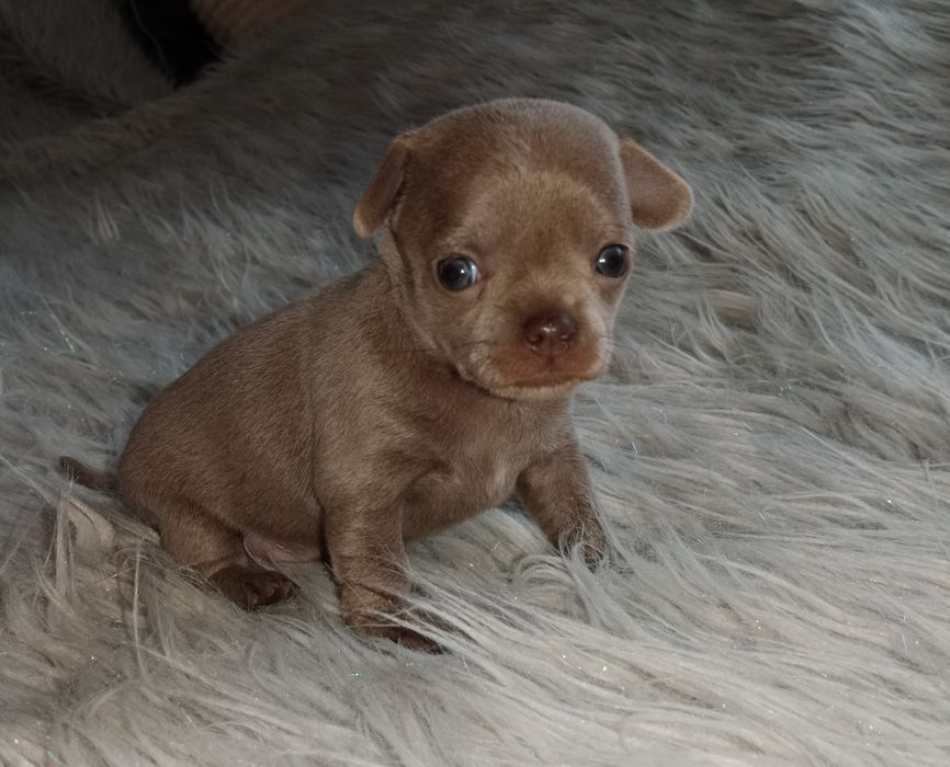 Liliowa dziewczynka chihuahua