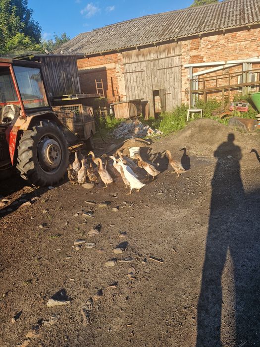 Kaczory staropolskie