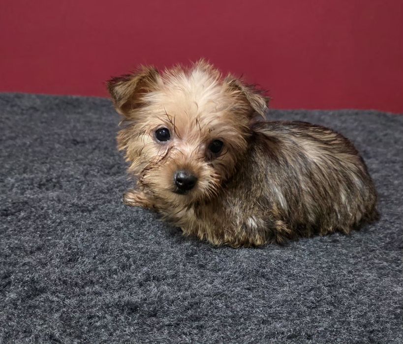 Yorkshier terrier gold super miniatura