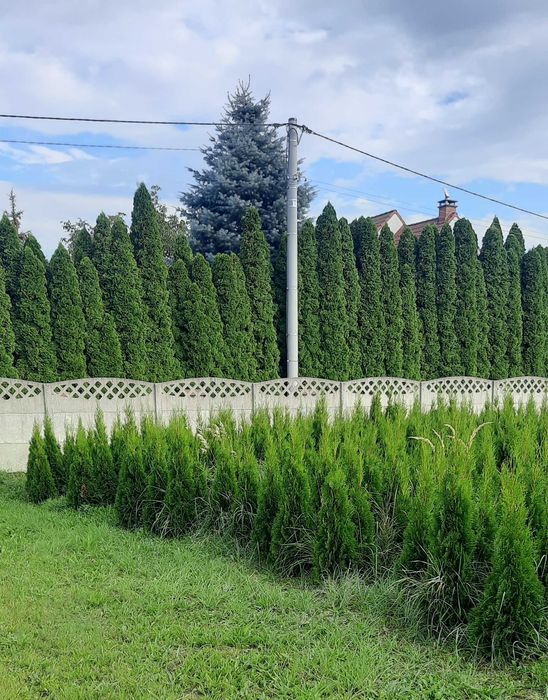 Tuje szmaragd kopane z gruntu