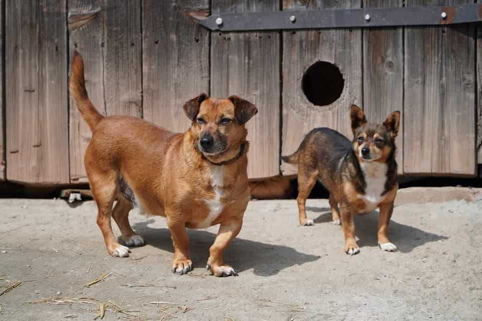 Mali i Majlo – duet, którego nie da się rozdzielić