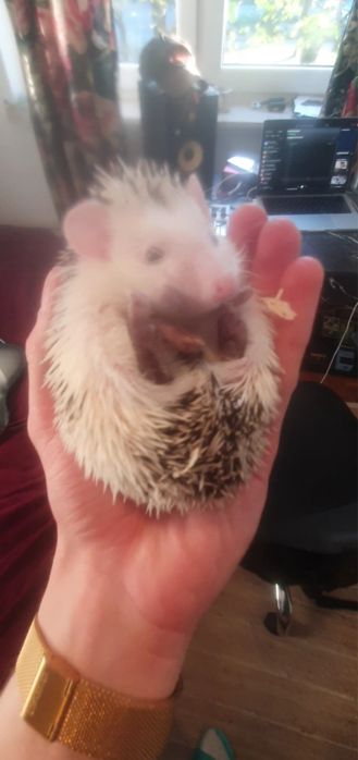 Jeżyki Pigmejskie z Domowej Hodowli