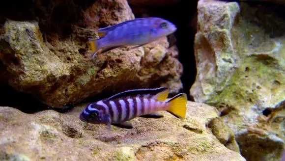 Pseudotropheus Elongatus MPanga