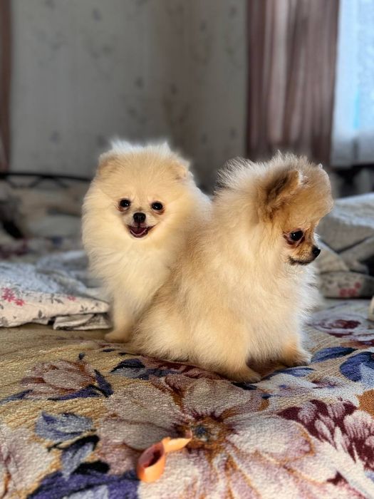 Чарівні цуценята померанського шпіца шукають своїх батьків