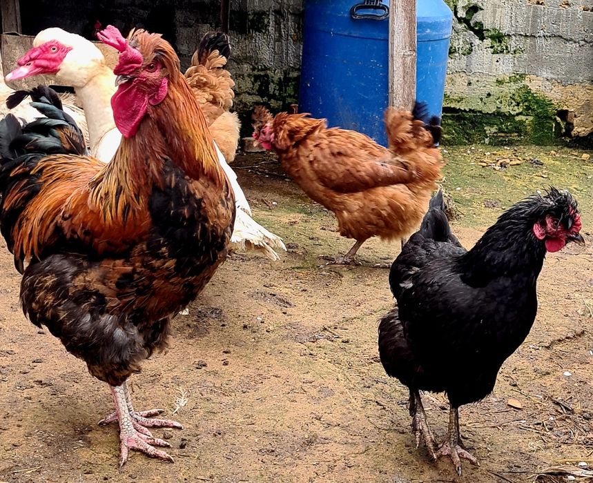 Яйце інкубаційне від домашніх курей