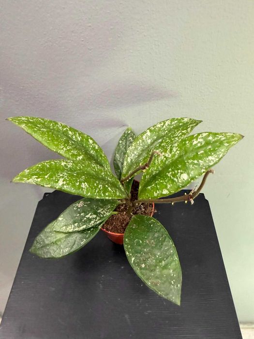 Hoya Rundumensis Splash Hoja 6 cm doniczka