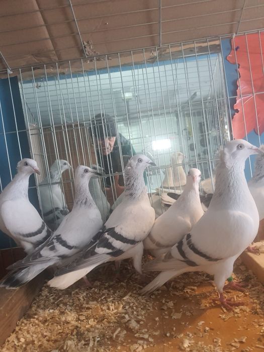 Sprzedam gołębie żałobniki