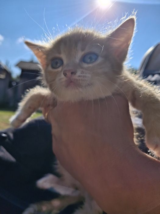 Віддам рудих котят